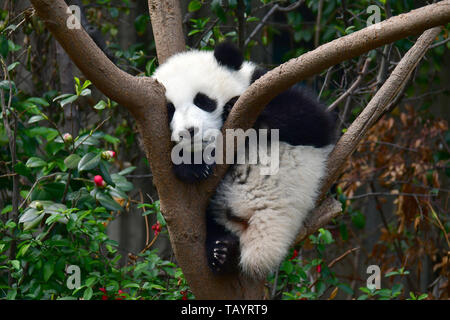 Panda géant, Ailuropoda melanoleuca, Pandabär, Chengdu Research Base de reproduction du Panda Géant, Chengdu, Cengtu, Chengtu, Chéngdū, China, Asia Banque D'Images