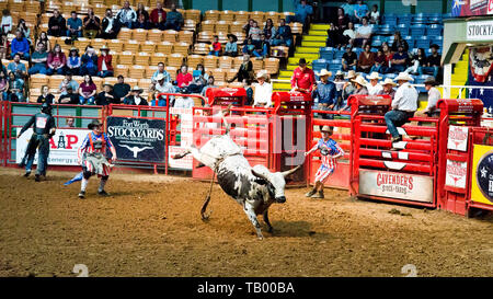 Rodeo clowns en action comme le pilote fait un descente sûr de taureau sauvage, célèbre fort Worth, les parcs à bestiaux, Texas, USA. Banque D'Images