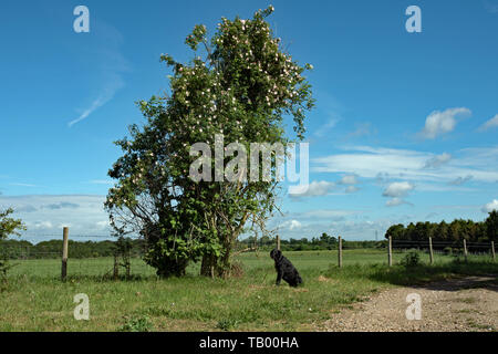 Un chien rose brouille sur un buisson de sureau Banque D'Images