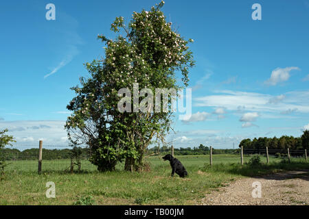 Un chien rose brouille sur un buisson de sureau Banque D'Images
