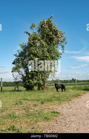 Un chien rose brouille sur un buisson de sureau Banque D'Images