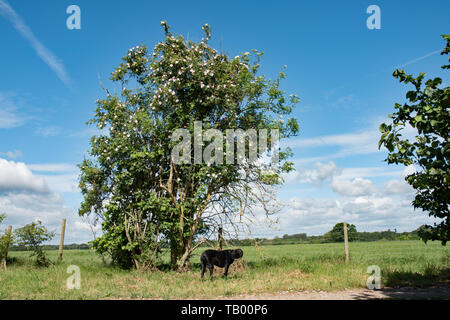 Un chien rose brouille sur un buisson de sureau Banque D'Images