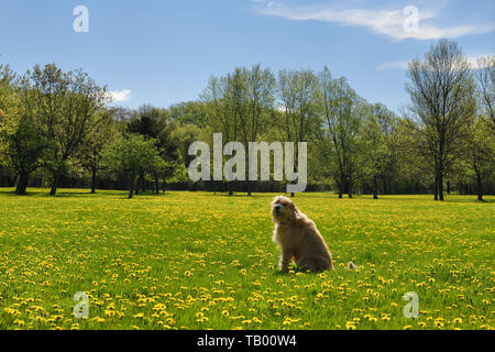 Scruffy rétroéclairé golden dog en champ non tondues d'herbe verte et jaune fleurs de pissenlit au printemps Park Toronto Banque D'Images