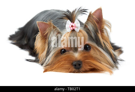 Un mignon Yorkshire Terrier avec cheveux bow se trouve sur fond blanc Banque D'Images