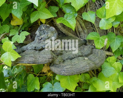 Une vue en gros plan d'une paire de deux pied champignon champignons poussant sur un tronc d'arbre avec ivy dans une forêt bois Banque D'Images