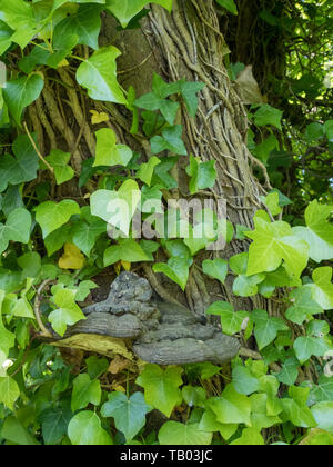 Une vue en gros plan d'une paire de deux pied champignon champignons poussant sur un tronc d'arbre avec ivy dans une forêt bois Banque D'Images