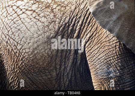 L'éléphant d'Afrique, Loxodonta africana, détail de la peau, Banque D'Images