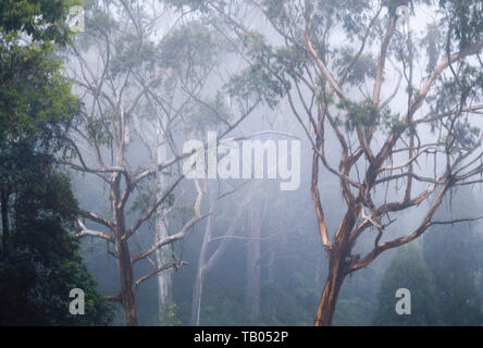 Brume matinale de forêt tropicale, en Malaisie Banque D'Images