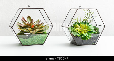Plantes Succulentes dans deux florariums Banque D'Images