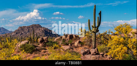 Image grand angle classique de paysage de désert de l'Arizona au printemps avec cactus et les montagnes. Banque D'Images