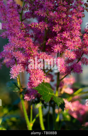 Rose en fleurs fleurs Astillbe dans la lumière du midi. Banque D'Images