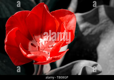 Tulipe rouge isolé sur fond blanc-noir Banque D'Images