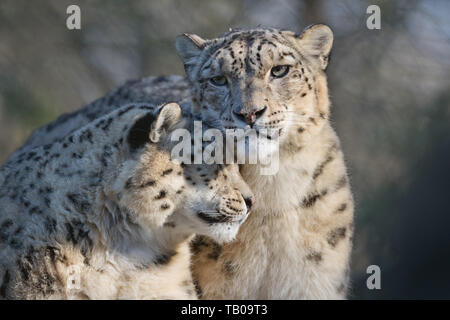 Portrait de paire de léopards des neiges de câlins Banque D'Images