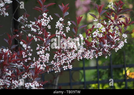 La floraison mauve prune feuilles ornementales sur une journée de printemps, Ottawa, Ontario, Canada. Banque D'Images