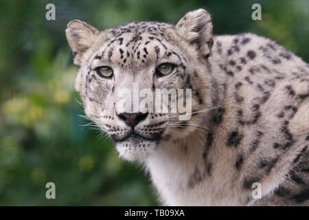 Snow Leopard head shot (portrait) Banque D'Images