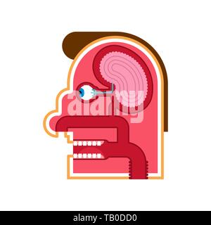 Anatomie interne de la tête de dessin animé. Du cerveau et des yeux. Papilles. Coupe du crâne Illustration de Vecteur