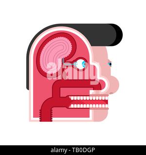 Tête anatomie schéma interne cartoon. Du cerveau et des yeux. Papilles. Coupe du crâne Illustration de Vecteur