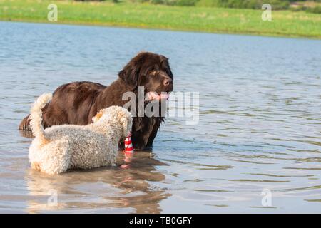 2 chiens Banque D'Images