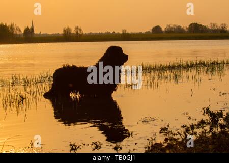 Echelle de chien de Terre-Neuve Banque D'Images