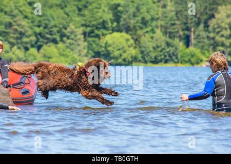 Terre-neuve est formé comme chien de sauvetage de l'eau Banque D'Images