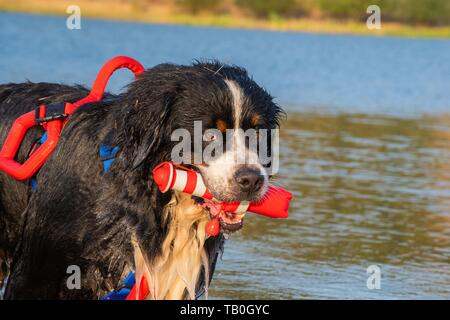 Bernois est formé comme chien de sauvetage de l'eau Banque D'Images