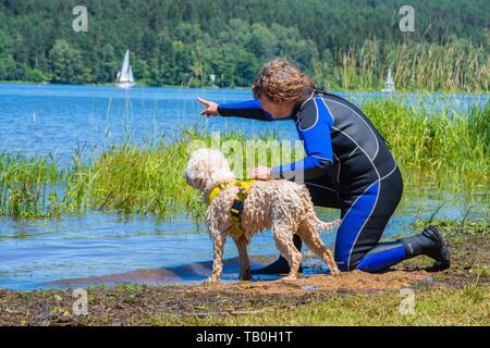 Lagotto Romagnolor est formé comme chien de sauvetage de l'eau Banque D'Images