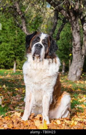 Assis Saint Bernard Banque D'Images