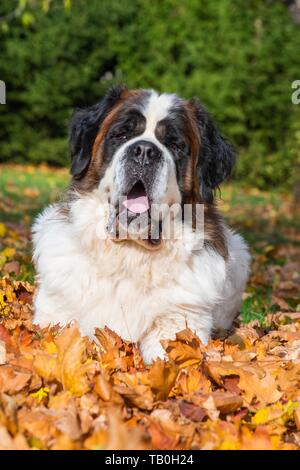 Situé Saint Bernard Banque D'Images