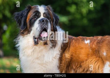 Portrait de Saint Bernard Banque D'Images