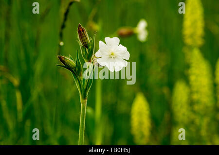 Libre d'une seule fleur de Silene latifolia (anciennement Melandrium album), le silène dioïque est une plante de la famille Caryophylla Banque D'Images