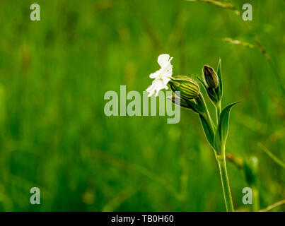 Libre d'une seule fleur de Silene latifolia (anciennement Melandrium album), le silène dioïque est une plante de la famille Caryophylla Banque D'Images