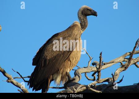 Le vautour fauve dans Tree Against Blue Sky Banque D'Images