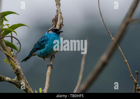 tanager à refus d'or (Tangara ruficervix) un oiseau dynamique des forêts de nuages montagnards d'Amérique du Sud. Banque D'Images