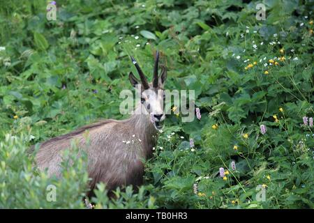 chamois Banque D'Images