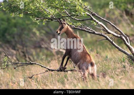 chamois Banque D'Images