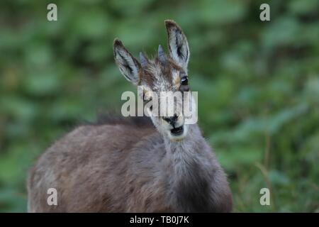 jeune chamois Banque D'Images