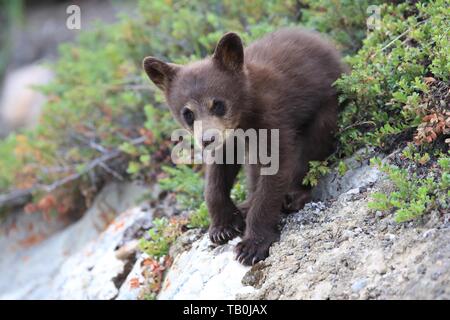 American black bear cub Banque D'Images