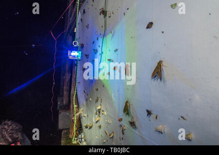 Espèce d'arpentage la diversité biologique en utilisant une lampe UV pour attirer les papillons de nuit d'une feuille dans la forêt de nuage. Important que les insectes sont en déclin. Banque D'Images