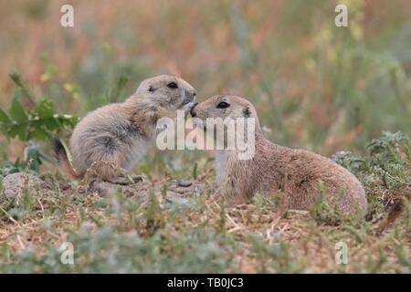 Les chiens de prairie Banque D'Images