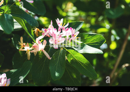 Petites fleurs roses et les bourgeons sur les arbustes à feuilles caduques floraison jardin au printemps. Banque D'Images