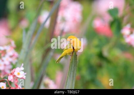 Saffron finch Banque D'Images