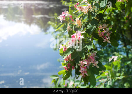 Petites fleurs rose clair et les bourgeons sur les arbustes sur la rive du fleuve. Banque D'Images