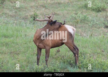 Le wapiti et l'oiseau Banque D'Images