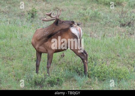 Le wapiti et l'oiseau Banque D'Images