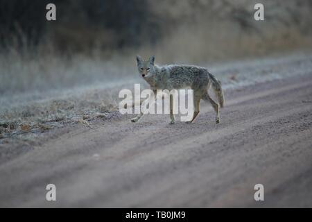 Coyote Banque D'Images