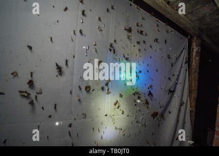 Espèce d'arpentage la diversité biologique en utilisant une lampe UV pour attirer les papillons de nuit d'une feuille dans la forêt de nuage. Important que les insectes sont en déclin. Banque D'Images