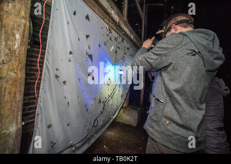 Espèce d'arpentage la diversité biologique en utilisant une lampe UV pour attirer les papillons de nuit d'une feuille dans la forêt de nuage. Important que les insectes sont en déclin. Banque D'Images