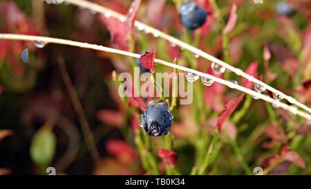 Les bleuets à l'automne sur un jour de pluie Banque D'Images