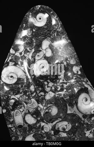 Fossiles Ammonite ornementaux, noir et blanc Calcite. Macro Photo, Devon, UK. Banque D'Images
