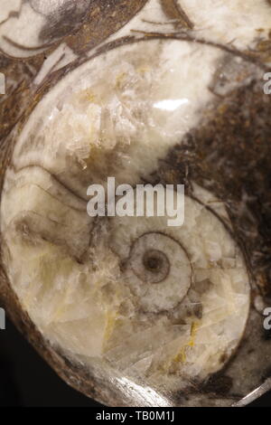 Fossiles Ammonite ornementaux, noir et blanc Calcite. Macro Photo, Devon, UK. Banque D'Images